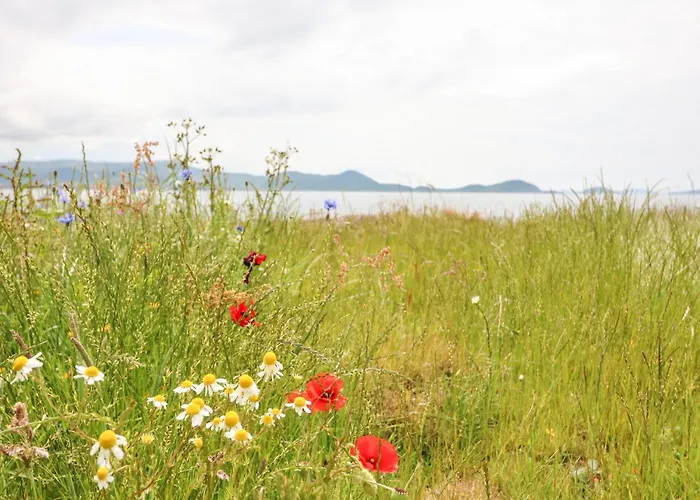 Meeligolleen * Reenroe